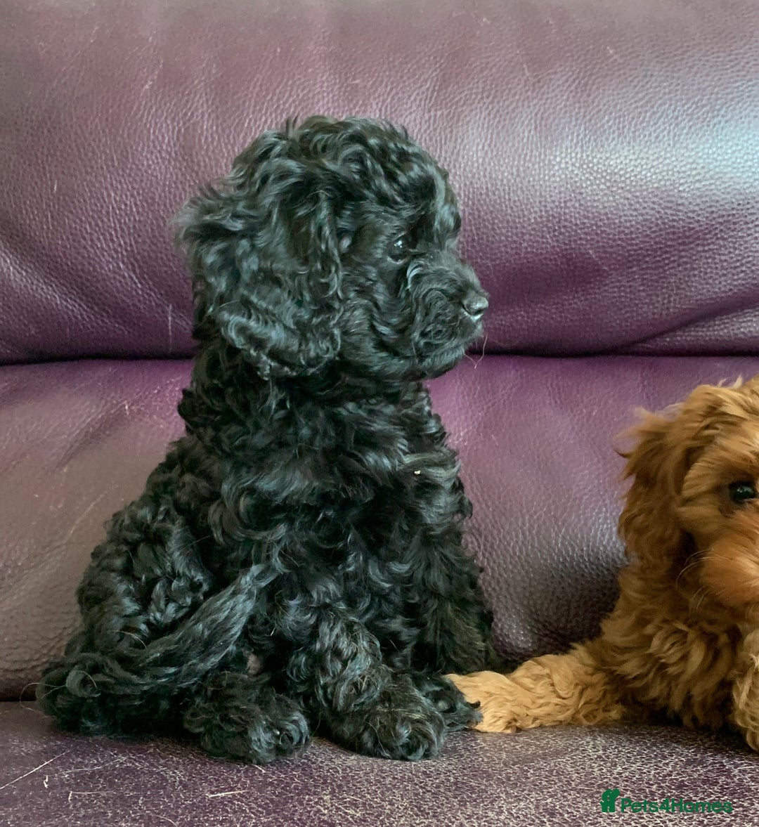 Cavapoo dogs for sale: Stunning premium F1 Cavapoos 🥰 DNR tested parents - Image 8