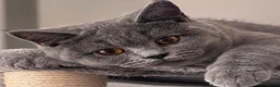 British Shorthair cats for sale: 💙 GCCF Registered Blue British Shorthair Boy 💙 in Burnley - Advert 8