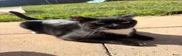 Domestic Shorthair cats for sale: Tuxedo Domestic shorthair  - Advert 1