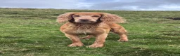Cocker Spaniel dogs for stud: KC HealthTestedStud- Salixjager of Silva  - Advert 12