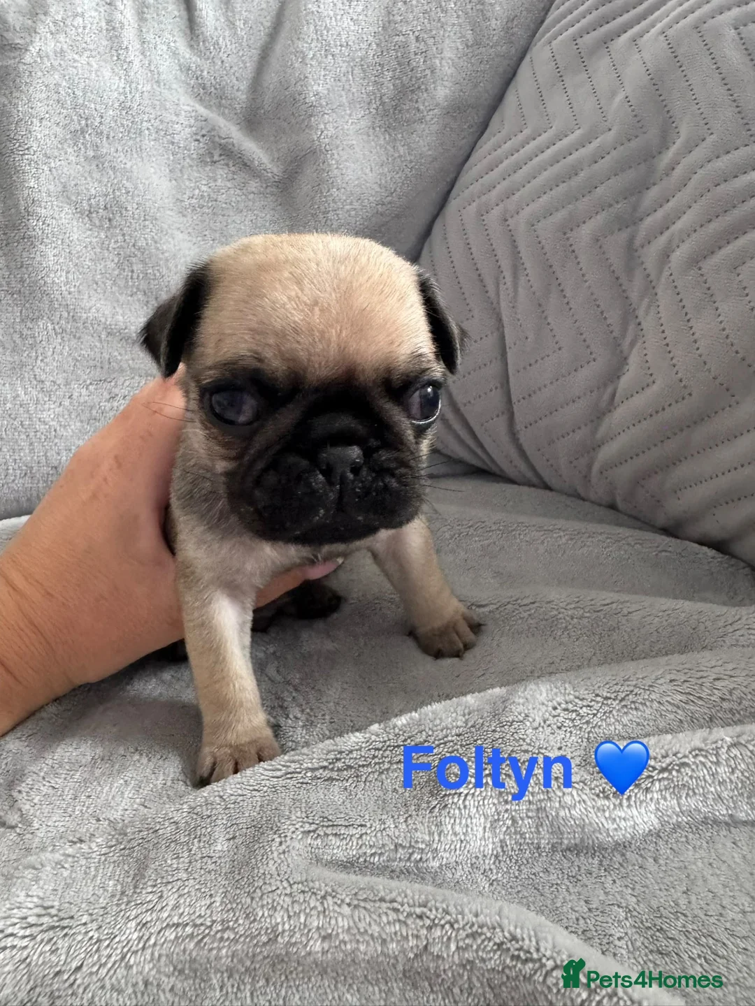 Pug dogs for sale: Beautiful KC Registered Pug Puppies available now! - Advert 16