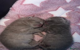 British Shorthair cats for sale: British Shorthair Kittens - Image 4