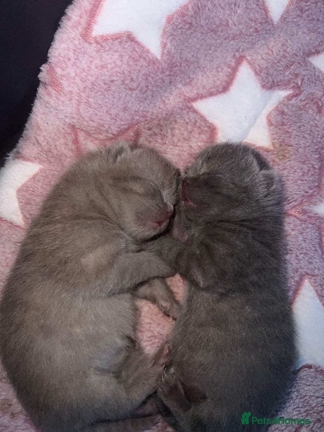 British Shorthair cats for sale: British Shorthair Kittens - Image 4