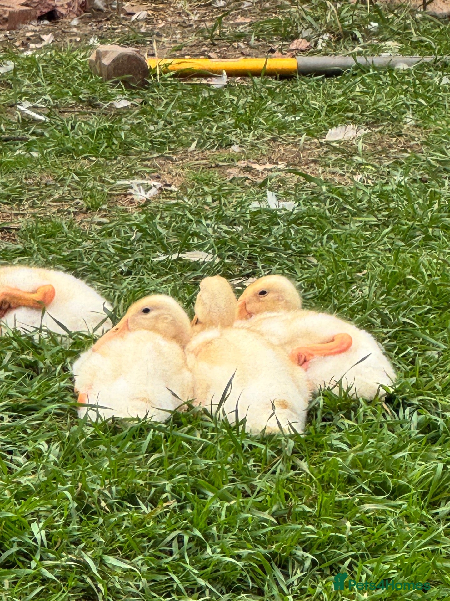 Ducks poultry for sale: 6 Indian runner ducks -  - Advert 5