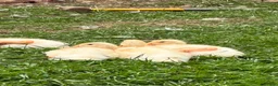 Ducks poultry for sale: 6 Indian runner ducks -  - Advert 2
