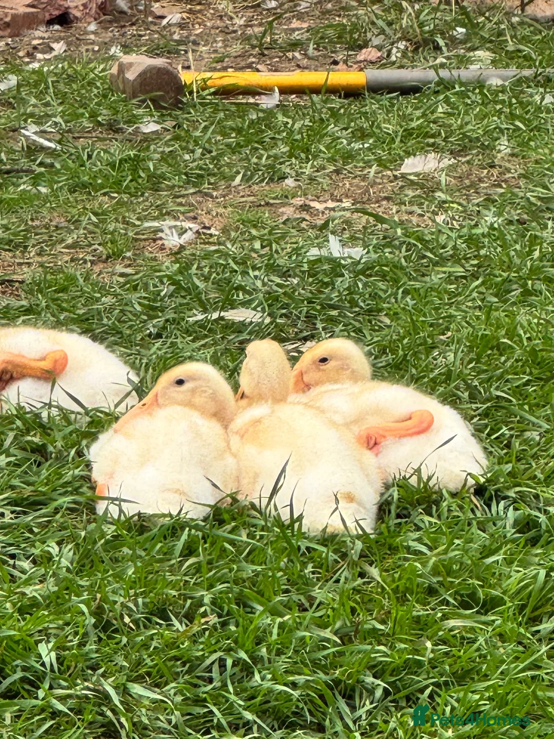 Ducks poultry for sale: 6 Indian runner ducks -  - Advert 2