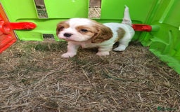 Cavalier King Charles Spaniel dogs for sale: Beautiful Blenheim puppies  - Image 7
