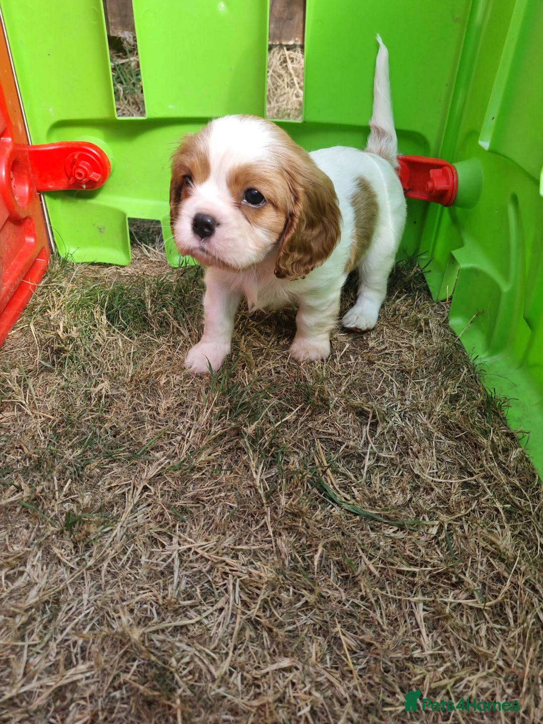 Cavalier King Charles Spaniel dogs for sale: Beautiful Blenheim puppies  - Image 7