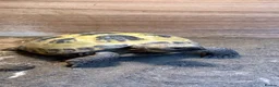 Tortoise reptiles for sale: Horsfield Tortoise with Complete Vivarium Setup - Advert 1