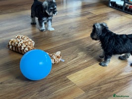 Miniature Schnauzer dogs - Advert 11