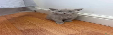 British Shorthair 1