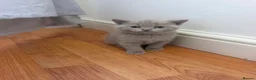 British Shorthair cats for sale: British Shorthair Cinnamon in Reading - Advert 6