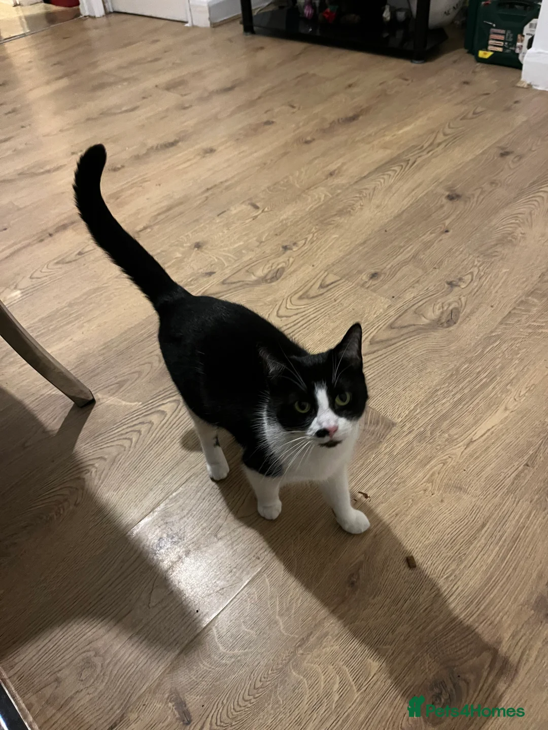 Mixed Breed cats for sale: Mixed Breed Female Cat Spayed+Microchipped   - Advert 2