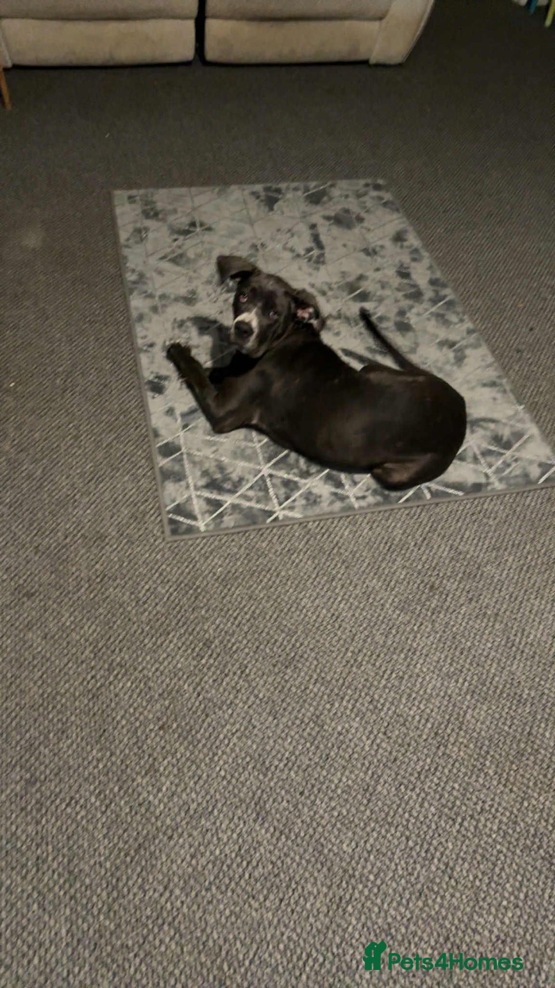 Cane Corso dogs for sale: 5 Month Female Cane Corso  - Image 4