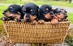Miniature Dachshund dogs for sale: Stunning Miniature Dachshund Puppies - Image 2