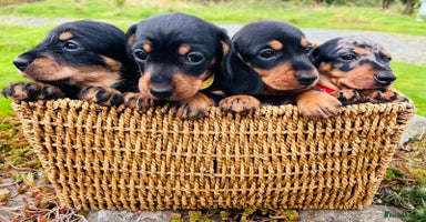 Miniature Dachshund dogs - Advert 4