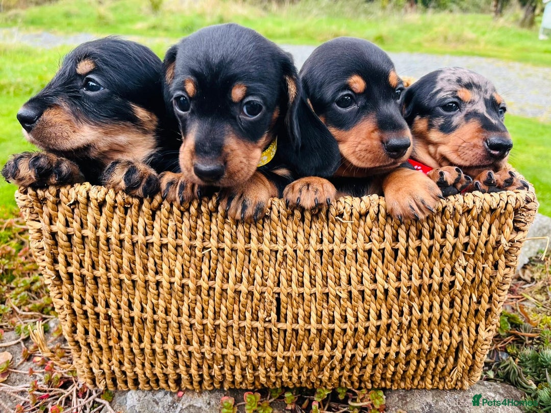 Miniature Dachshund dogs for sale: Stunning Miniature Dachshund Puppies - Image 2