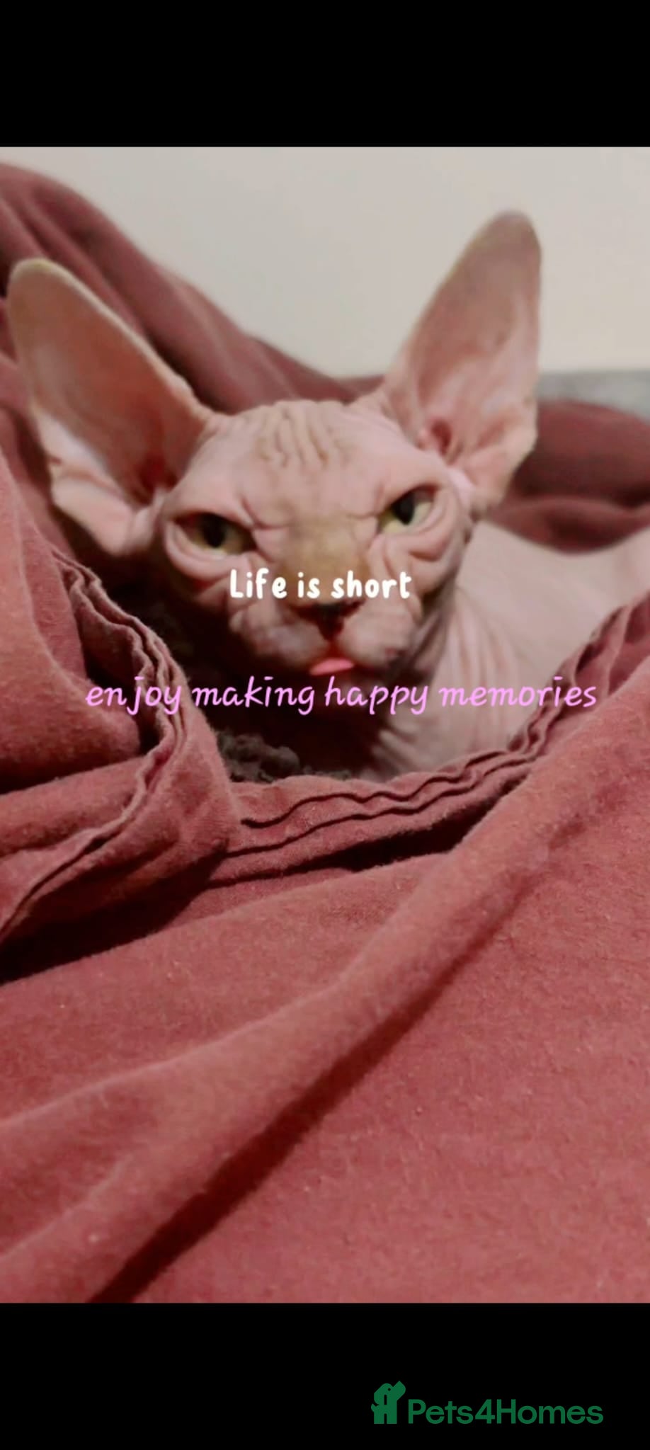 Sphynx cats 2 sphynx sister need rehoming together ❤️  - Advert 6