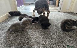 British Longhair cats for sale: 5 beautiful fluffy kittens – 4 girls, 1 boy - Image 18
