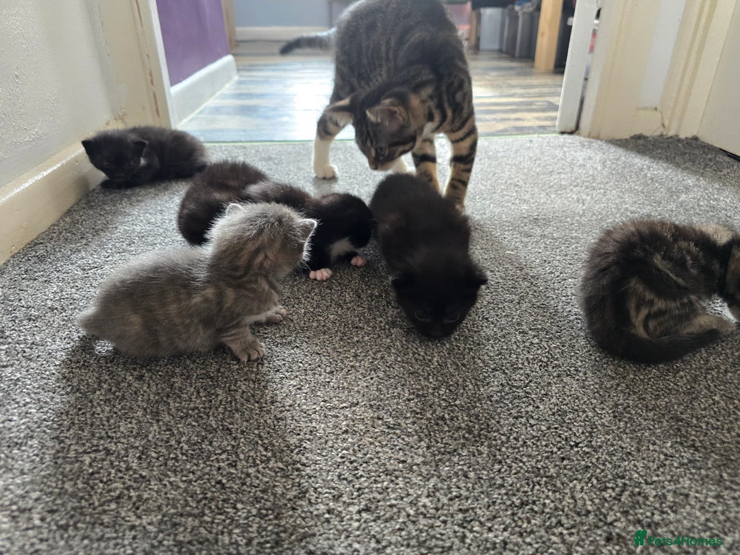 British Longhair cats for sale: 5 beautiful fluffy kittens – 4 girls, 1 boy - Image 18