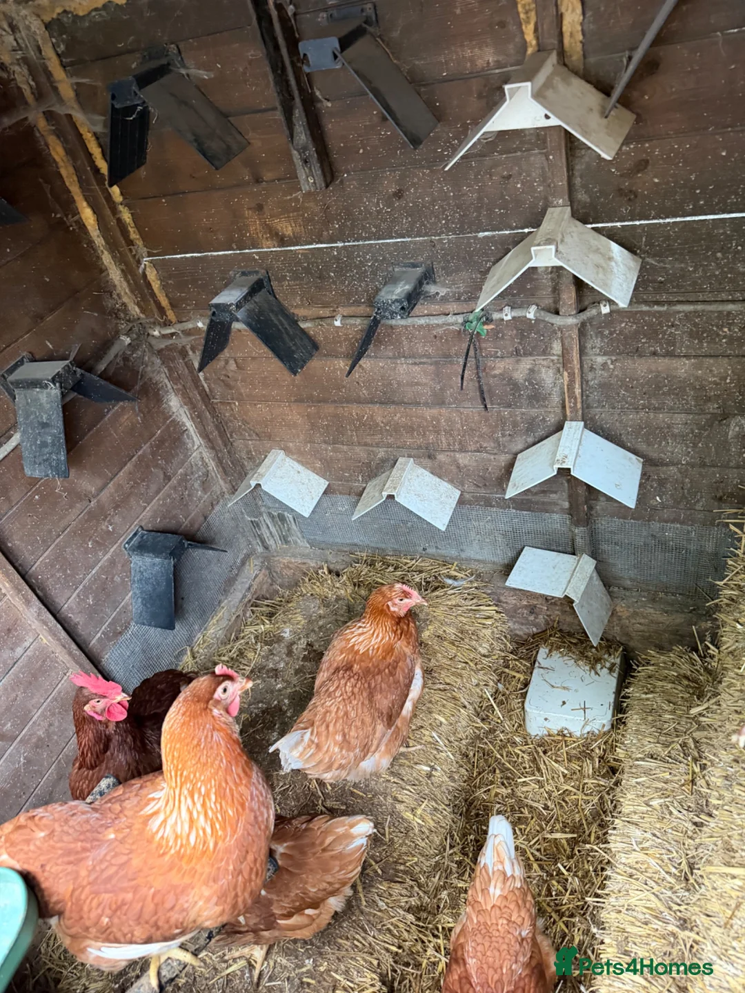 Chickens poultry for sale: Urgent Adoption: 13 Brown Layers (19 Weeks POL) 🐔 - Advert 2