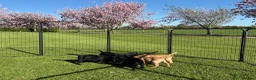 Labrador Retriever dogs for sale: Stunning,confident and loving Labrador puppies.  - Advert 1