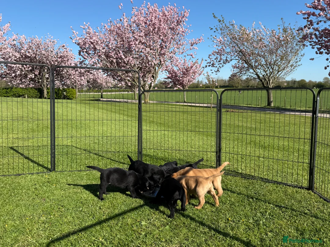 Labrador Retriever dogs for sale: Stunning,confident and loving Labrador puppies.  - Advert 1
