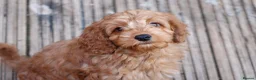 Cockapoo dogs for sale: Boy and girl  - Advert 3