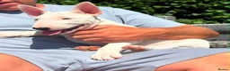 English Bull Terrier dogs for sale: 1 pure white male outstanding pedigree  - Advert 2