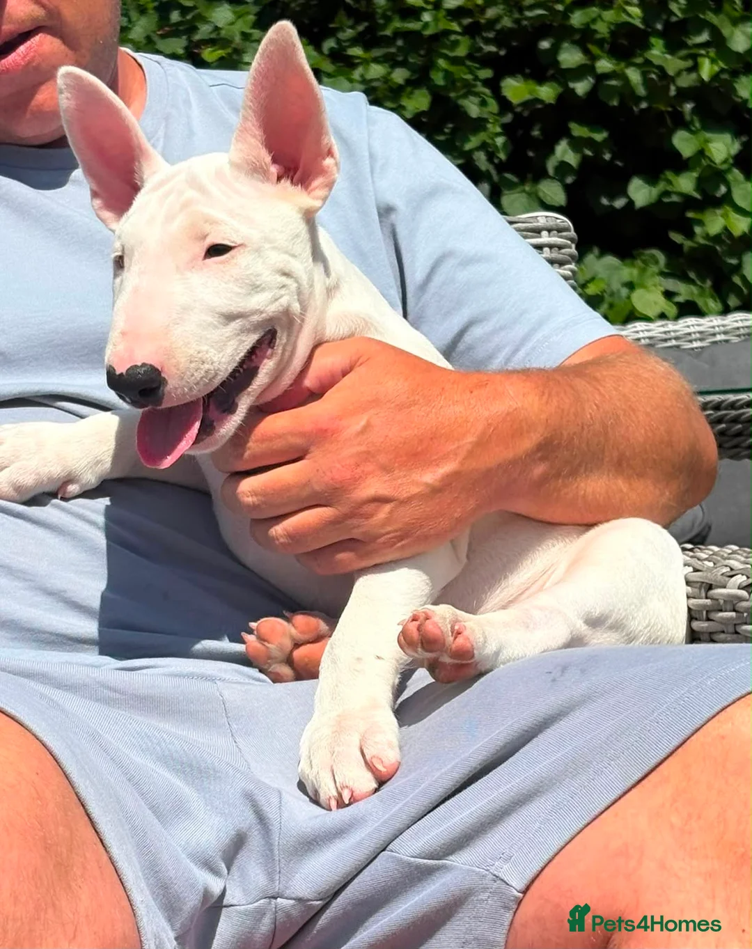 English Bull Terrier dogs for sale: 1 pure white male outstanding pedigree  - Advert 2
