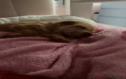 Shar Pei dogs for sale: Stunning boy shar pei (please watch video) - Image 5