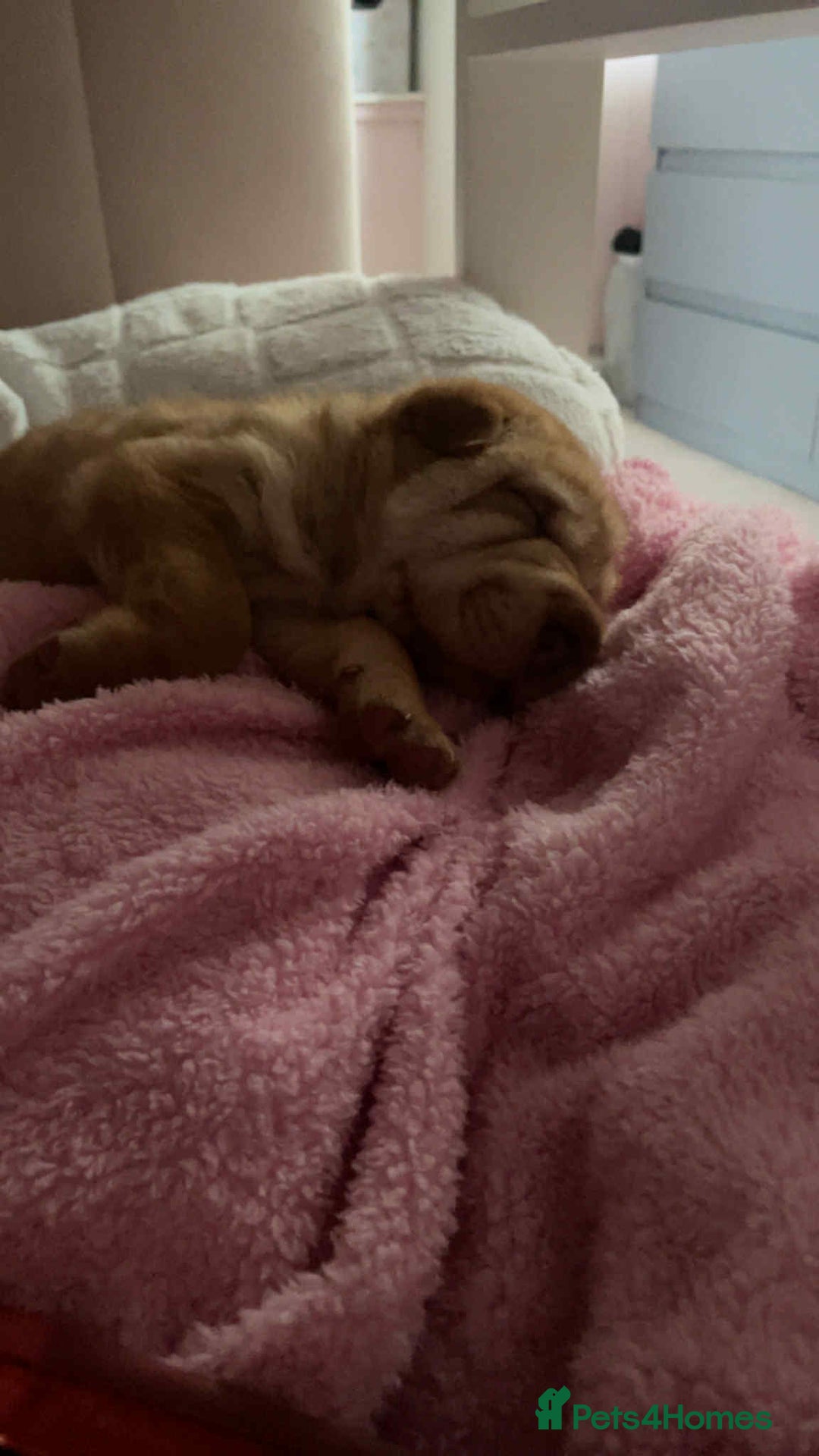 Shar Pei dogs for sale: Stunning boy shar pei (please watch video) - Image 5