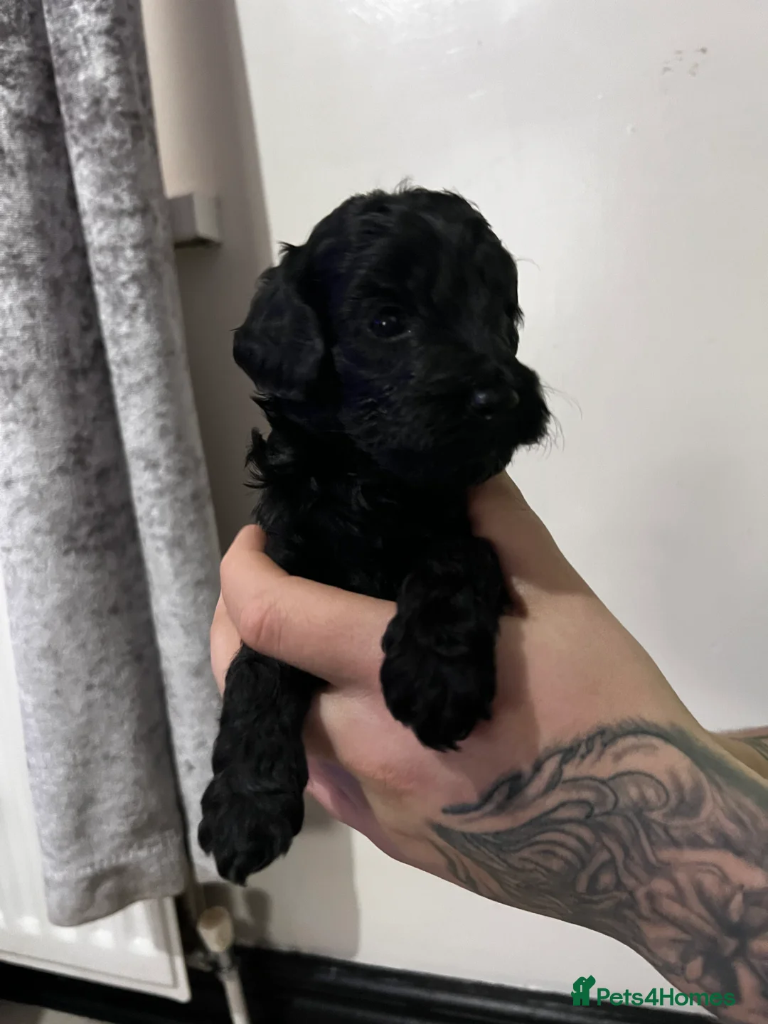 Cockapoo dogs for sale: FB1 cockapoo pups - Advert 6