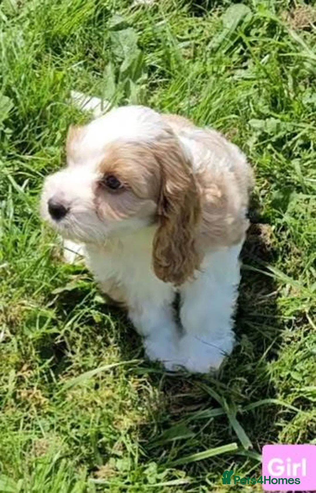 Mixed Breed dogs for sale: Beautiful cockapoo x cavalier puppies for sale  - Advert 2
