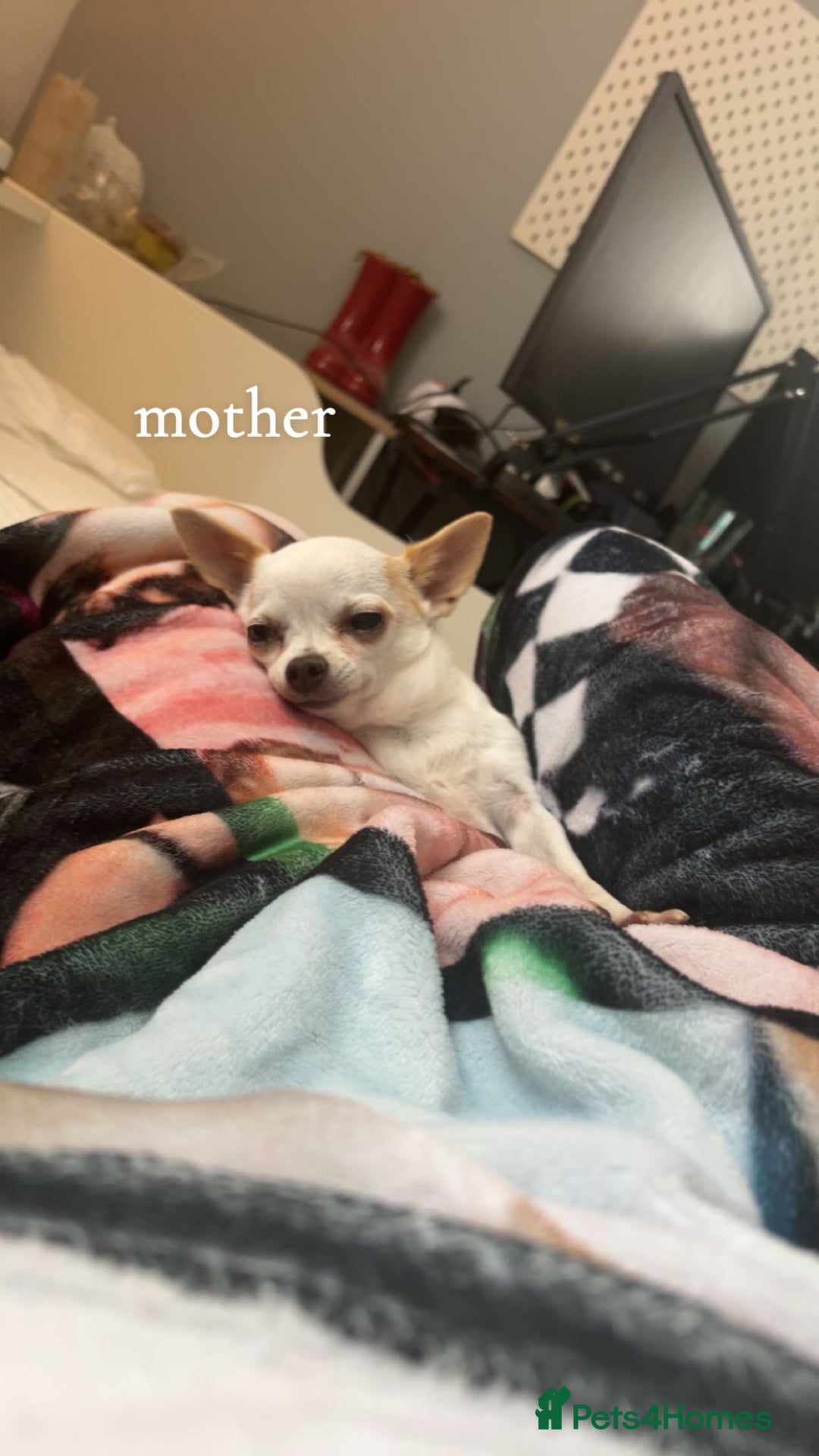 Chihuahua dogs for sale: Tigerbrindle Chihuahua for sale 17 weeks old  - Image 5