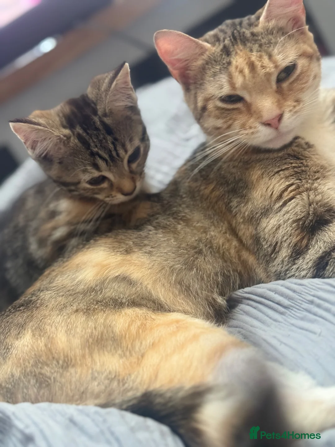 Mixed Breed cats for sale: Two females  - Advert 1