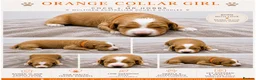 Australian Labradoodle dogs for sale: ⭐ Stunning Australian Labradoodles – Ready June ⭐ - Advert 20