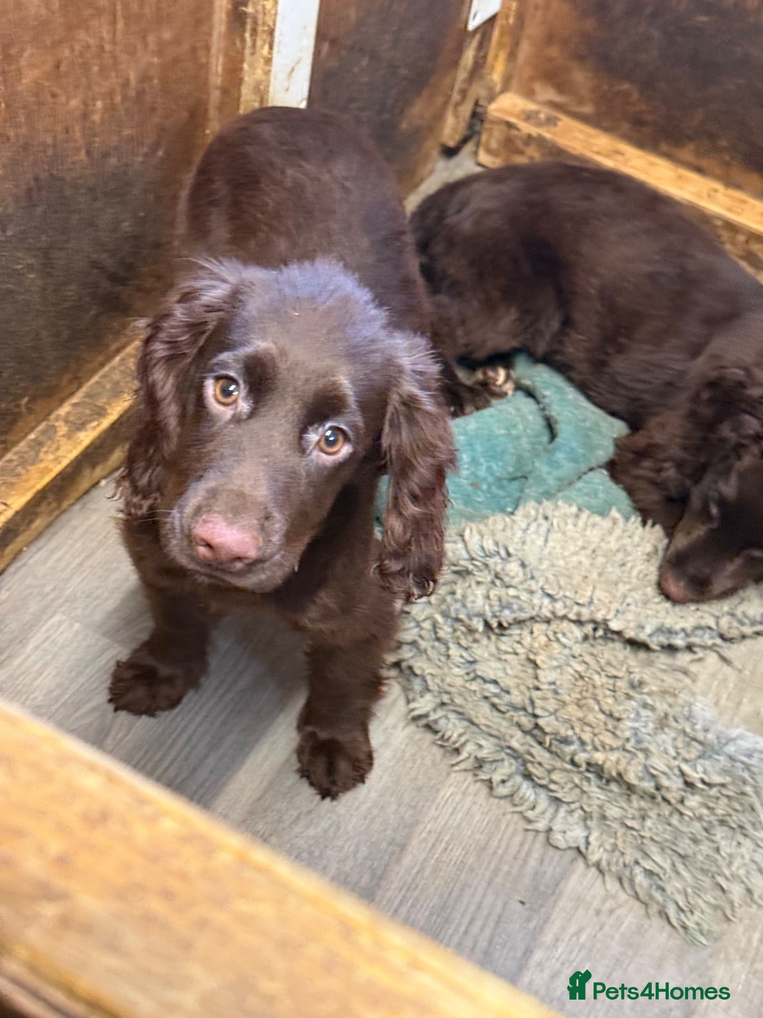 Cocker Spaniel dogs This weekend only all pups £600 each - Advert 1