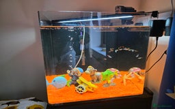 Tetras fish for sale: 50L Aquarium - Image 3