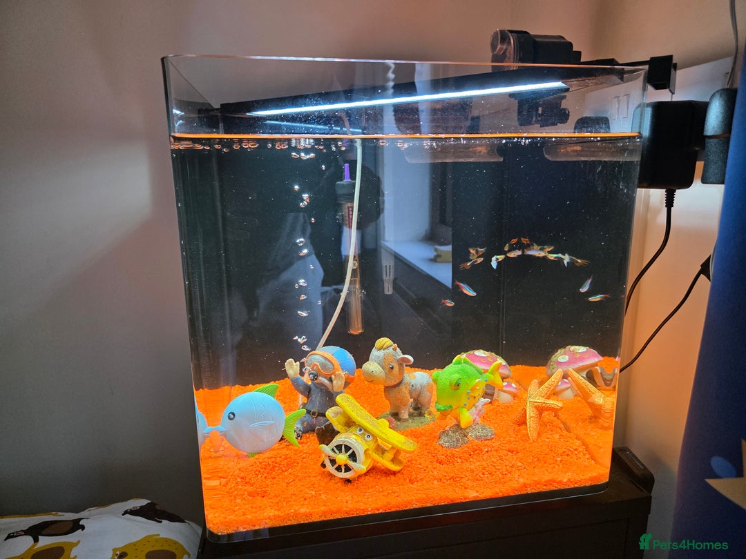 Tetras fish for sale: 50L Aquarium - Image 3