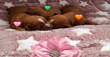 Cavalier King Charles Spaniel dogs - Advert 4