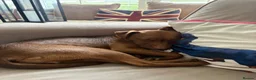 Patterdale Terrier dogs for sale: Patterdale Terrier female 2 year old  in Harlow - Advert 3