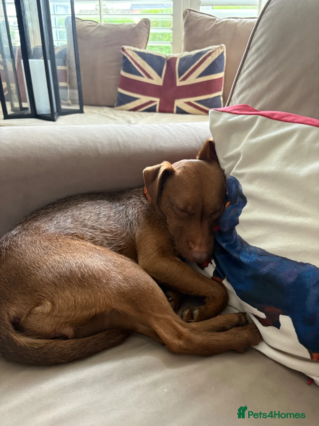 Patterdale Terrier dogs for sale: Patterdale Terrier female 2 year old  in Harlow - Advert 3