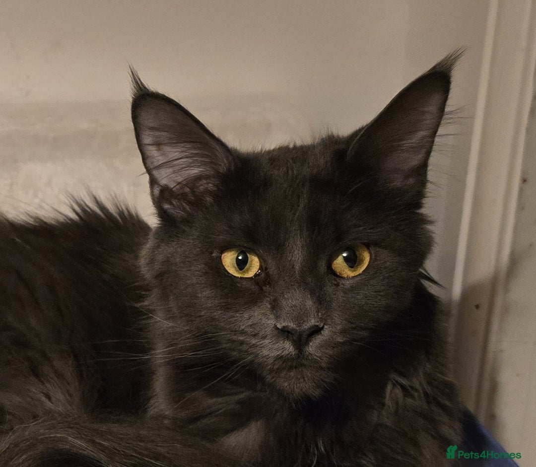 Maine Coon cats for sale: Shadow, smoky maine coon - Image 1