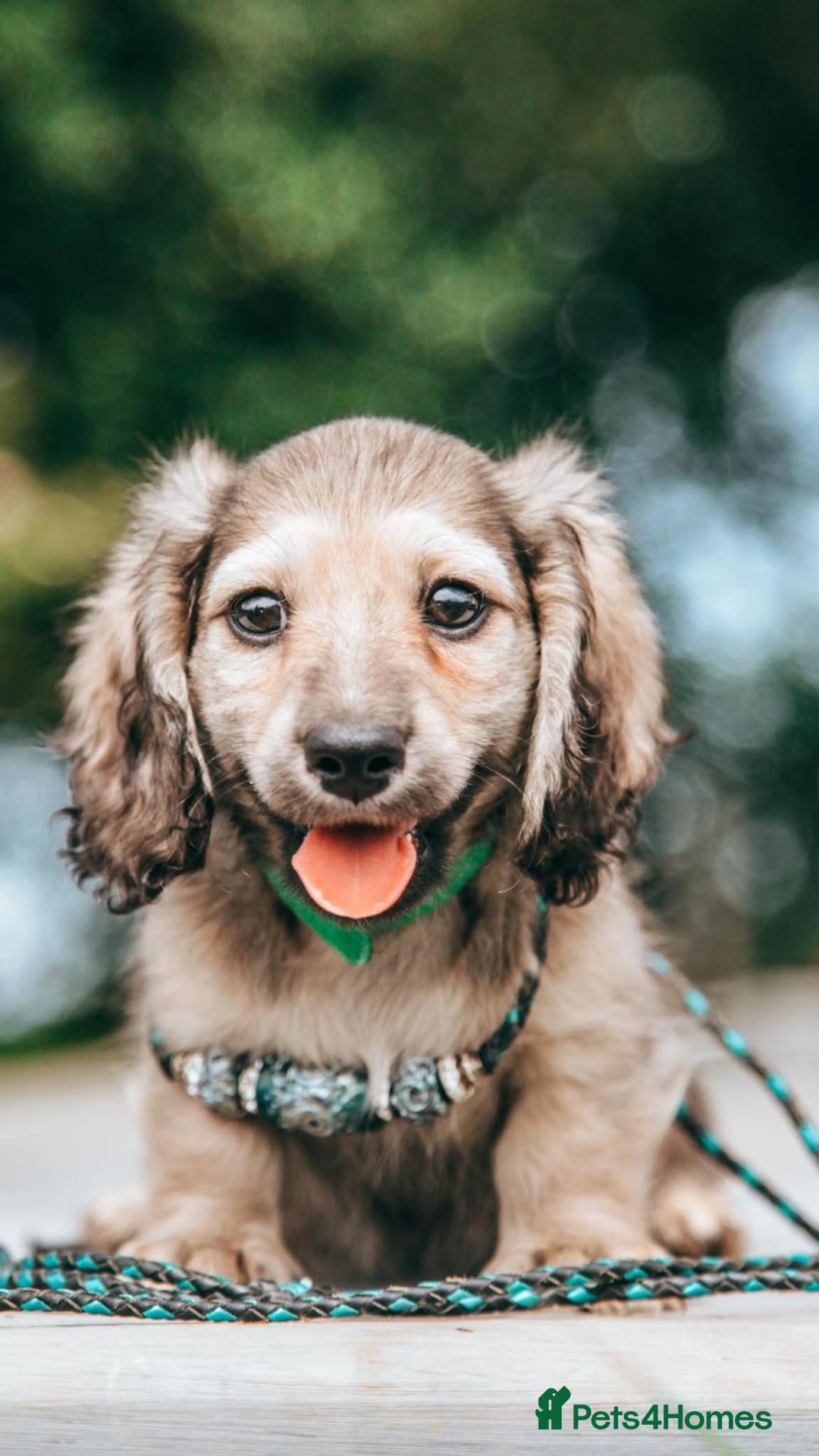 Miniature Dachshund dogs for sale: CREAM MINIATURE DACHSHUNDS CHAMPION PEDIGREE  - Image 13