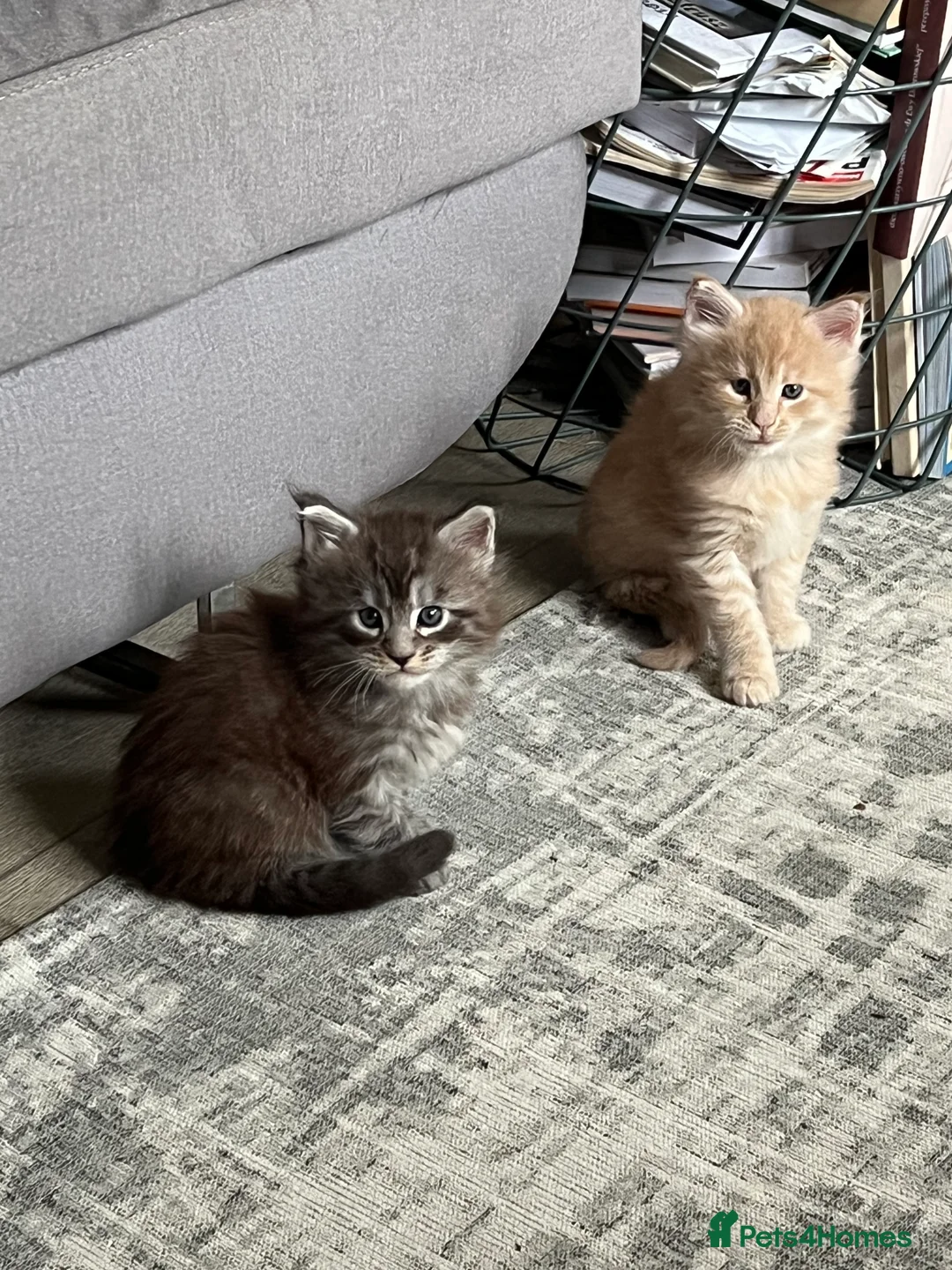 Maine Coon cats for sale: Register Maine Coon Kittens  - Advert 17