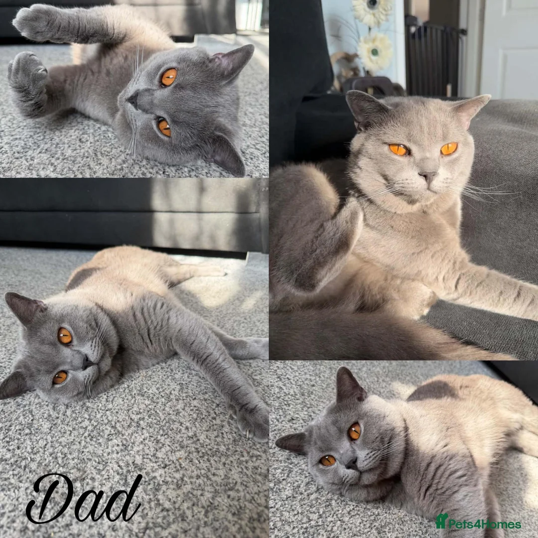 British Shorthair cats for sale: Beautiful  babies  - Advert 2