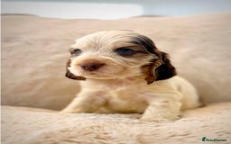 Cocker Spaniel dogs for sale: KC Registered Show Cocker Spaniel Puppies  - Image 9