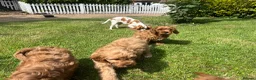 Cavapoo dogs for sale: Cavapoo puppies for sale  in Sittingbourne - Advert 8