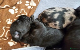 Cockapoo dogs for sale: Cockapoo Puppies - Ready 16 October 2025 - Image 11